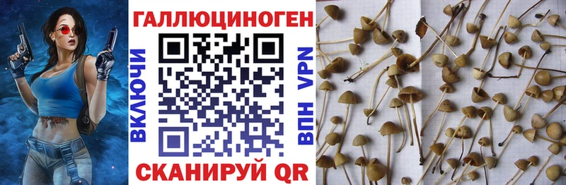 Галлюциногенные грибы мицелий  Купить  Ахтубинск 